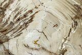 Polished Oligocene Petrified Wood (Pinus) - Australia #221131-1